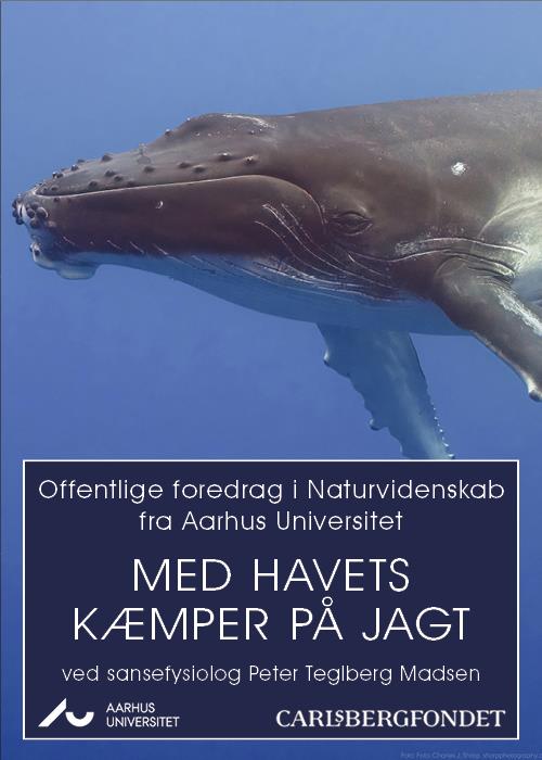 Foredrag: Med havets kæmper på jagt