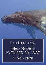 Foredrag: Med havets kæmper på jagt